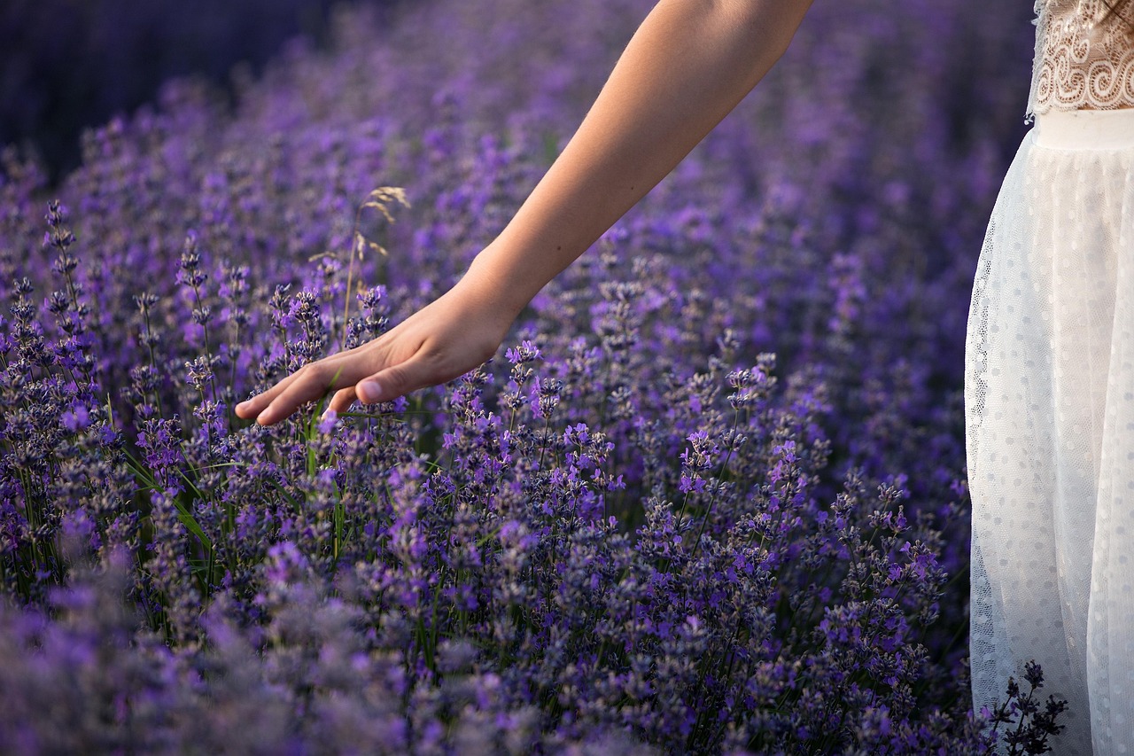 lavender, nature, flowers, plants, purple, summer, flora, beautiful flowers, garden, colors, field, flower wallpaper, grass, herb, architecture, green, gardening, vegetation, hands, fingers, touching, keeps, girl, woman, young, happy, lavender, flower background, lavender, lavender, lavender, lavender, purple, purple, garden, garden, gardening, happy, happy, happy, happy